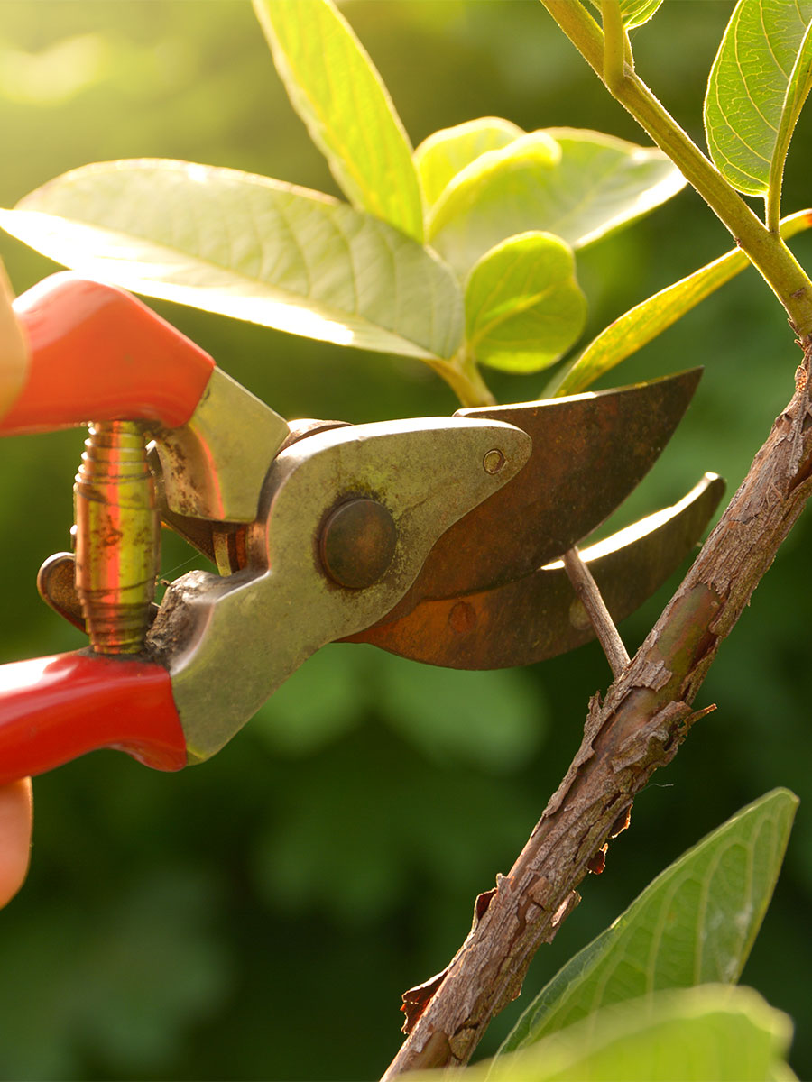 Tree pruning 