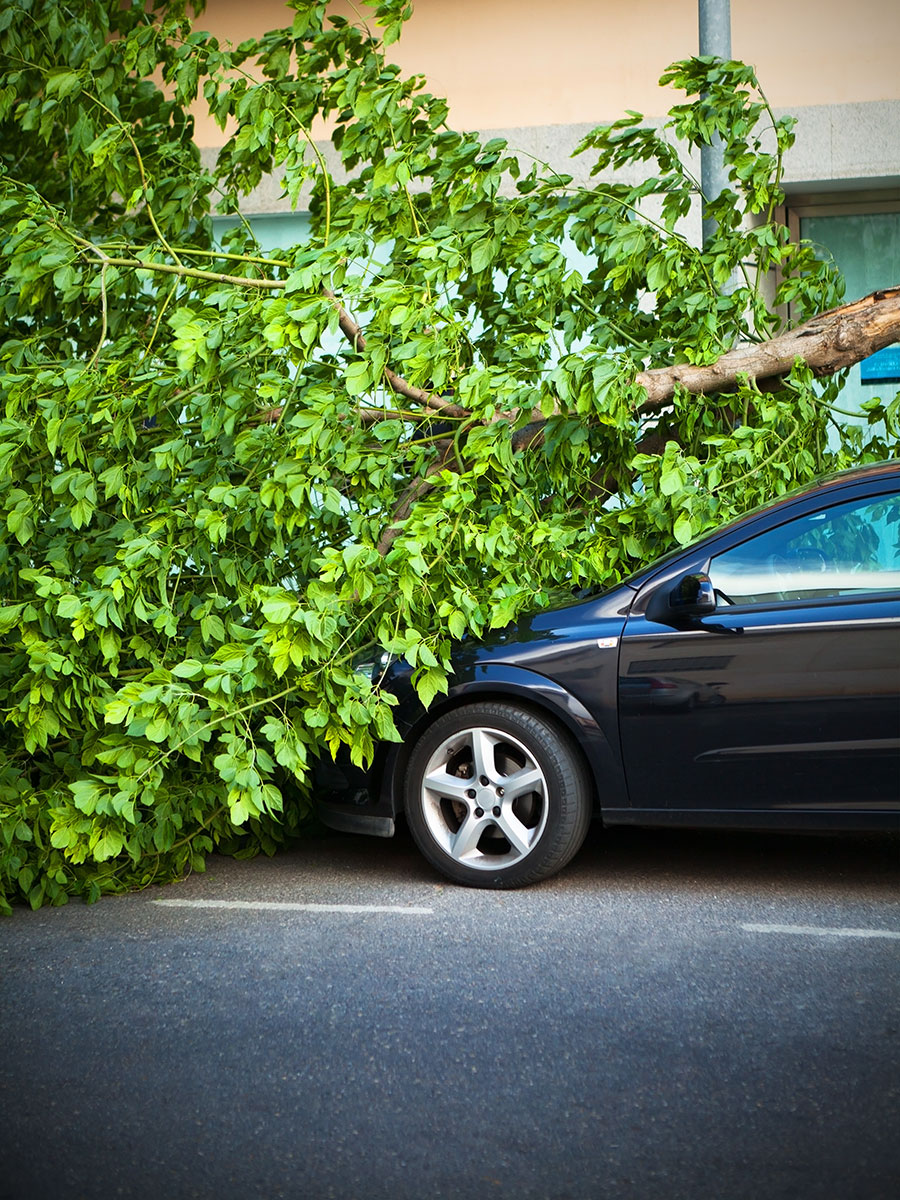 Tree damaging a vehicle 