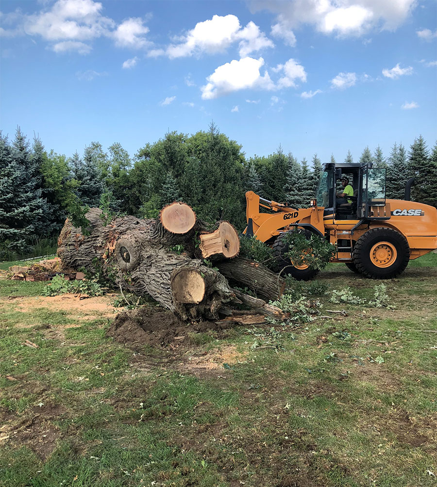 Removal of a large tree 