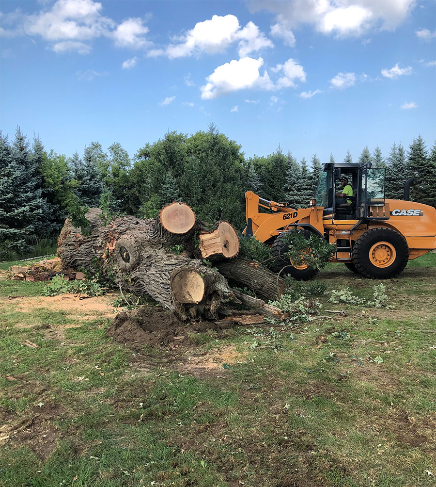 Removal of a large tree